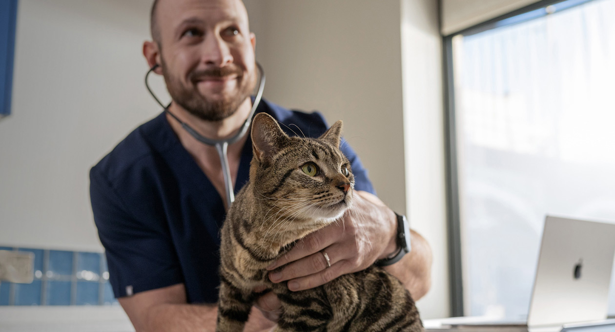 Un vétérinaire examine un chat